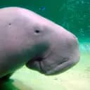 TheCommunistManatee's avatar