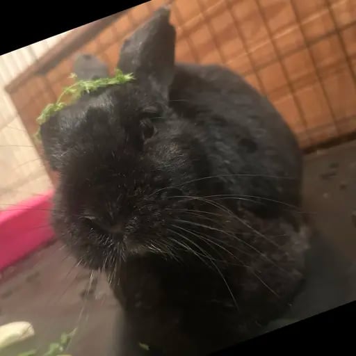 Niamh's profile picture