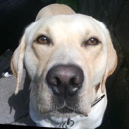 briansonfire's profile picture