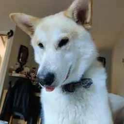 Hoppeas's profile picture