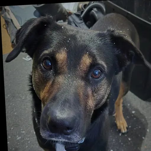 elstonalf's profile picture