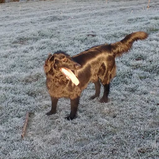 MothMan's profile picture