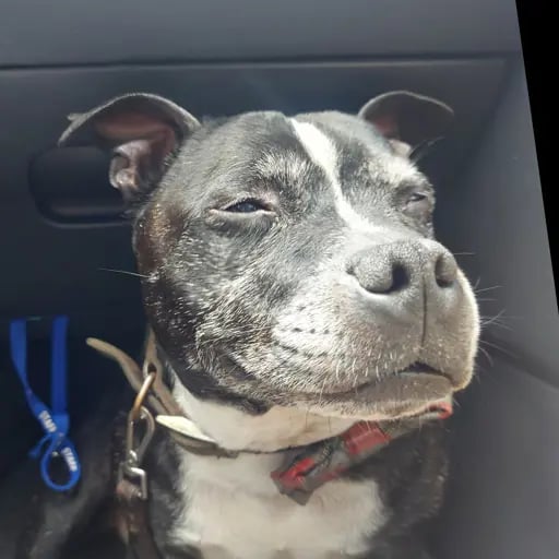 Foojella's profile picture