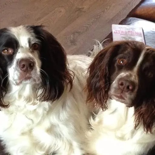 joepblack's profile picture