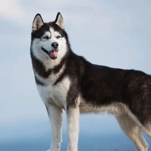 sonicralu's profile picture