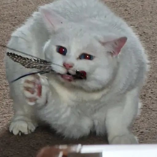 Celqis's profile picture